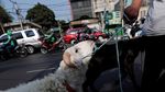 Mbek! Saat Kambing Naik Bajaj Jelang Idul Adha