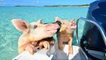 Foto: Pantai Ini Penuh... Babi