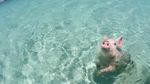 Foto: Pantai Ini Penuh... Babi