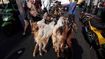 Mbek! Saat Kambing Naik Bajaj Jelang Idul Adha