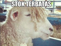 Belasan Meme Pesan Terakhir Para Hewan Kurban