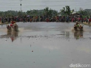 Petani Probolinggo Gelar Kerapan Sapi Brujul Jelang Musim Tanam