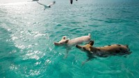 Pemandangan tak biasa ini dapat dilihat di salah satu pulau di Bahama, yaitu Bog Major Cay (Travel Bahamas/ Facebook)