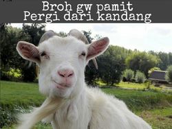 Belasan Meme Pesan Terakhir Para Hewan Kurban