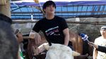 Naik Sapi 1 Ton, Billy Syahputra Girang Banget