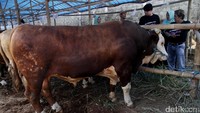 Billy Syahputra saat mengunjungi penjualan hewan kurban belum lama ini di kawasan Depok, Jawa Barat.