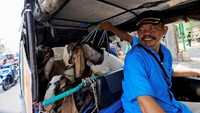 Hup! Kambing itu kemudian masuk ke bajaj dan siap diantarkan ke pemesan (Foto: REUTERS/Beawiharta)