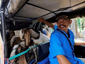 Mbek! Saat Kambing Naik Bajaj Jelang Idul Adha