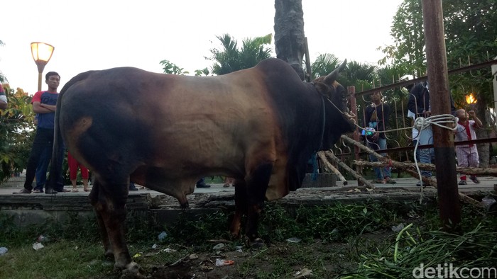 Sapi Kurban 1,3 Ton dari Jokowi di Palembang Jadi Tontonan Warga