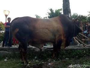 Sapi Kurban 1,3 Ton dari Jokowi di Palembang Jadi Tontonan Warga