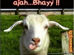 Belasan Meme Pesan Terakhir Para Hewan Kurban