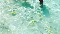 Konon menurut cerita, beberapa tahun yang lalu ada pelaut yang lewat di pulau itu. Merekapu meninggalkan babi-babi di pulau, karena mereka percaya kalau pulau ini bisa menjadi sumber makanan rahasia (Travel Bahamas/ Facebook)