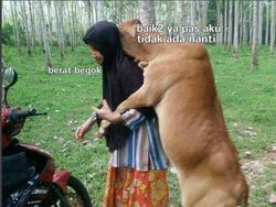 Belasan Meme Pesan Terakhir Para Hewan Kurban