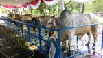 Ini Sapi Kurban Jokowi, Simental Brahman hingga Ongole