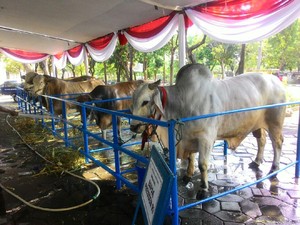 Sapi Ongole 1,1 Ton, Sumbangan Jokowi ke Masjid Al-Akbar Surabaya