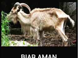 Belasan Meme Pesan Terakhir Para Hewan Kurban