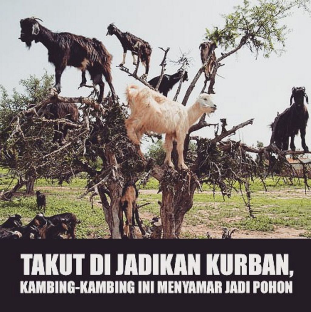 Belasan Meme Pesan Terakhir Para Hewan Kurban Foto 13