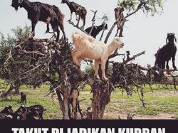 Belasan Meme Pesan Terakhir Para Hewan Kurban