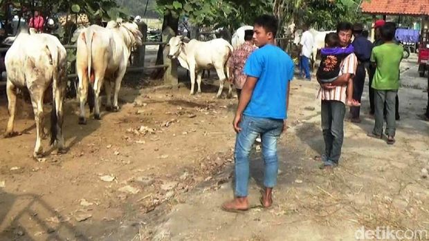 sapi yang dijual di Pasar Batoh