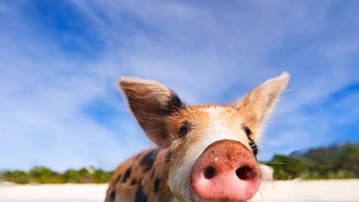 Medan Dihebohkan Teror Kepala Babi