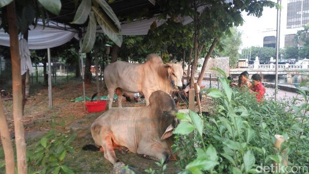 Presiden Jokowi dan Wapres JK kurban sapi jenis Ongole di Masjid Istiqlal