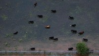 Peternakan di Texas, ikut terendam. REUTERS/Adrees Latif.