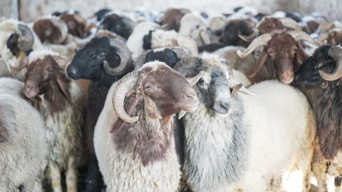 Perbedaan Berkurban di Australia dan Indonesia