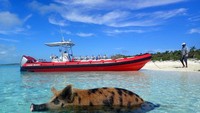 Pulau ini lebih dikenal dengan Pig Island atau Pulau Babi (Travel Bahamas/ Facebook)