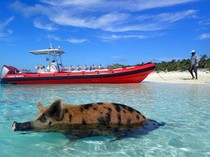 Hilang Saat Makan Malam Keluarga, Turis AS Ditemukan Tewas di Pantai Bahamas