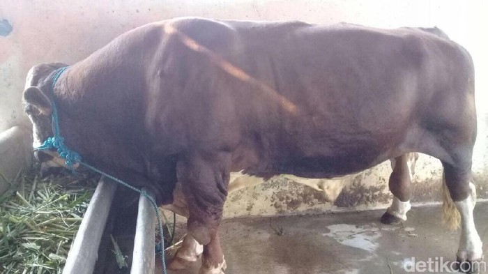 Gubernur Ganjar Berencana Kurban Sapi Seberat 1 Ton di Pekalongan