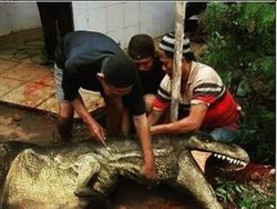 Belasan Meme Pesan Terakhir Para Hewan Kurban