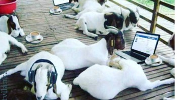 Santai nunggu giliran. (Foto: Internet)