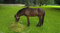 Dua ekor kuda Sandalwood itu senilai Rp 70 juta. Saat ini, kuda tersebut ada di Istana Bogor (Foto: Dok. Direktorat Gratifikasi KPK)