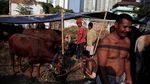 Mbek! Saat Kambing Naik Bajaj Jelang Idul Adha