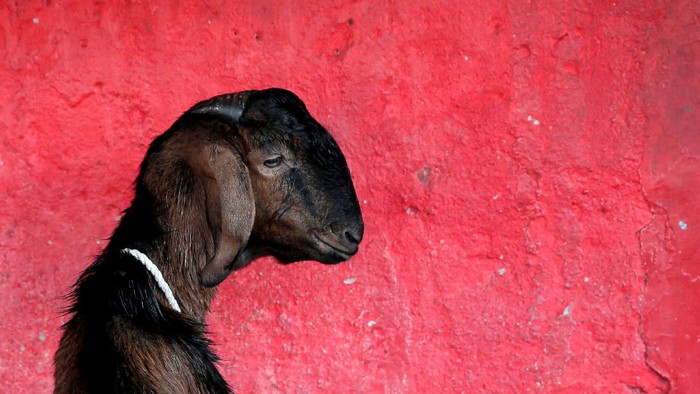 Workers carry goats for sale for the upcoming Muslim Eid Al-Adha holiday at a street in Jakarta, Indonesia August 30, 2017. REUTERS/Beawiharta