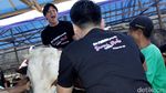 Naik Sapi 1 Ton, Billy Syahputra Girang Banget