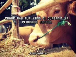 Belasan Meme Pesan Terakhir Para Hewan Kurban