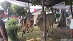 Ini Sapi Kurban Jokowi, Simental Brahman hingga Ongole
