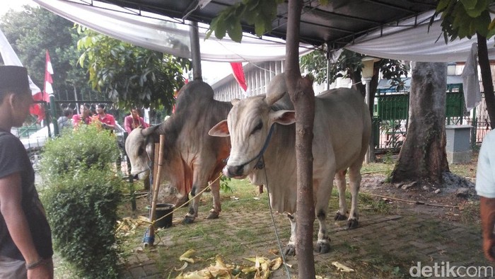 Jokowi dan JK Kurban Sapi Ongole di Masjid Istiqlal