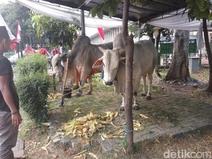 Bisa Trauma, Anak Tak Perlu Diajak Lihat Pemotongan Hewan