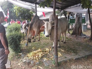 Bisa Trauma, Anak Tak Perlu Diajak Lihat Pemotongan Hewan