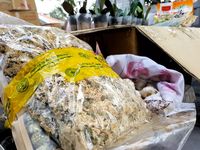  Ada Bakteri, Anggrek Impor dari Filipina Dimusnahkan Kementan