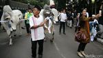 Ini Penampakan Sapi Kurban Jokowi dan JK di Istiqlal