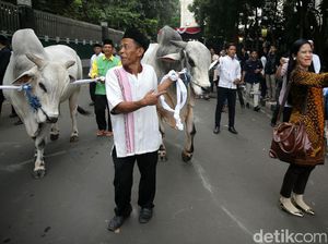 Canda Djarot: Padahal Pak Jokowi Kurus, tapi Sapinya Gede Banget