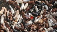 Kambing-kambing yang dijual untuk kurban di Mumbai, India diberi tanda. Foto: REUTERS/Shailesh Andrade