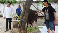 Satu sapi diberikan ke dekat tempat tinggal masa kecil Eko, satu sapi dikurbankan di rumah yang sekarang, kantor dan salah satu daerah terpencil di Jakarta. Foto: Palevi/detikHOT