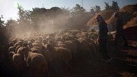 Namun kebanyakan warga Suriah memilih domba untuk dikurbankan. Foto: REUTERS/Bassam Khabieh
