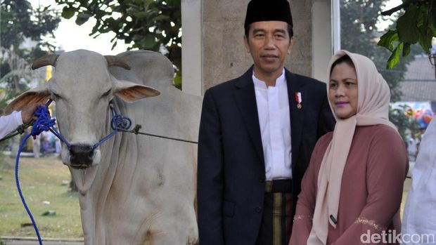 Lenguhan Terakhir Sapi Benggala Pemberian Presiden Jokowi