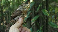 Hanya ada satu spesies baru dari jenis burung yang ditemukan yakni The Western Puffbird (Nystalus obamai).