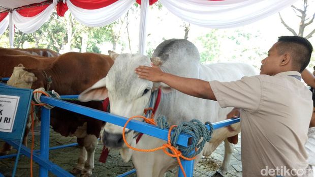 Warga Penasaran dengan Sapi Ongole Sumbangan Presiden Jokowi